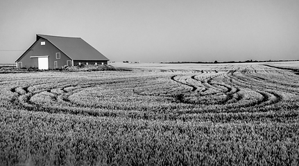 Image showing Magical wheat farm fields in palouse washington