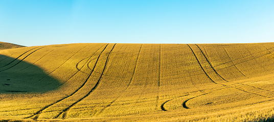 Image showing Magical wheat farm fields in palouse washington