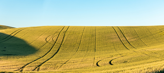 Image showing Magical wheat farm fields in palouse washington