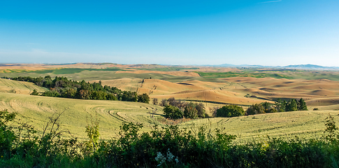 Image showing Magical wheat farm fields in palouse washington