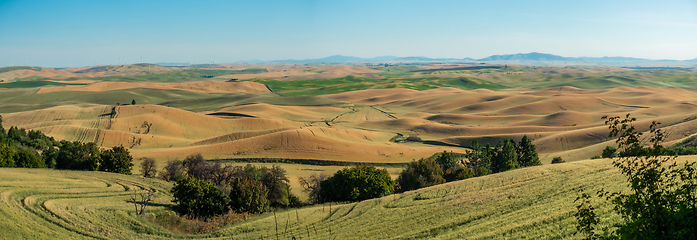 Image showing Magical wheat farm fields in palouse washington