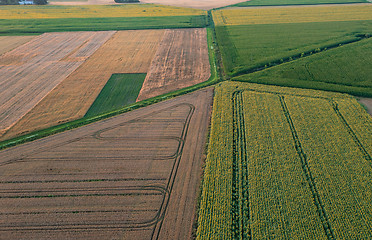 Image showing Sunflower and Corn fields diagonal view