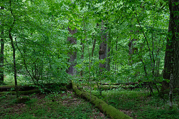 Image showing Natural deciduous tree stand