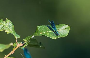 Image showing Banded Demoiselle (Calopteryx splendens) in summer