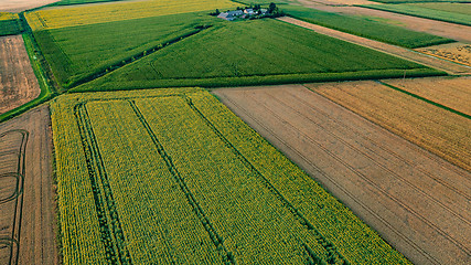 Image showing Sunflower and Corn fields diagonal view