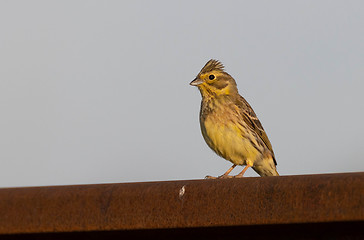 Image showing Yellowhammer male looking at camera