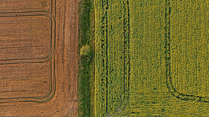 Image showing Sunflower and Corn fields top view