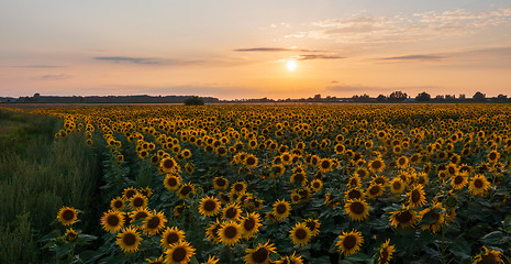 Image showing Sunflower field in summertime sunset light