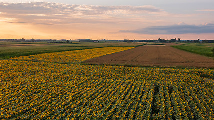 Image showing Sunflower and Corn fields diagonal view