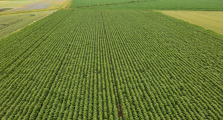 Image showing Rows of young Sunflower from above