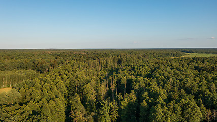 Image showing Polish part of Bialowieza Forest to east