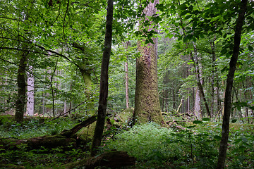 Image showing Summertime deciduous forest wit dead trees