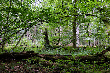 Image showing Summertime deciduous forest wit dead trees