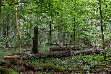 Image showing Summertime deciduous forest wit dead trees