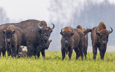 Image showing European Bison herd resting in snowy field