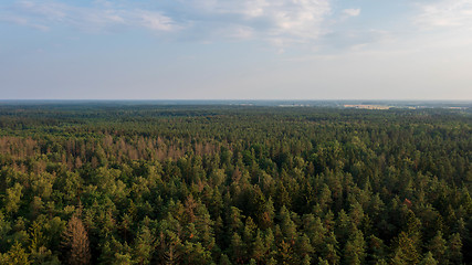 Image showing Polish part of Bialowieza Forest to east