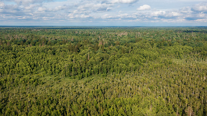 Image showing Polish part of Bialowieza Forest to east