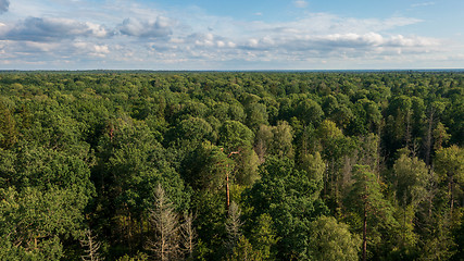 Image showing Polish part of Bialowieza Forest to east