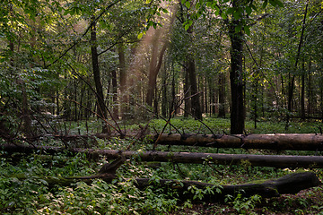 Image showing Deciduous wet tree stand in morning mist