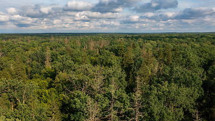 Image showing Polish part of Bialowieza Forest to east