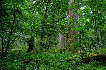 Image showing Summertime deciduous forest wit dead trees