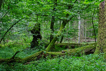 Image showing Summertime deciduous forest with dead trees