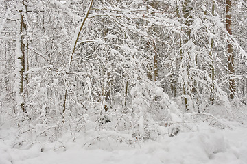 Image showing Wintertime landscape of snowy deciduous stand