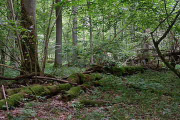 Image showing Summertime deciduous forest with dead trees