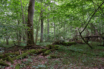 Image showing Summertime deciduous forest with dead trees