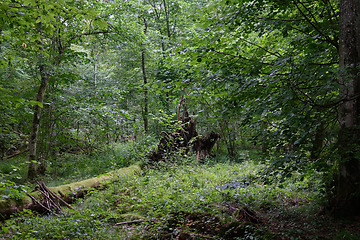 Image showing Summertime deciduous forest with dead trees