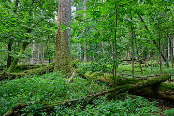 Image showing Summertime deciduous forest wit dead trees