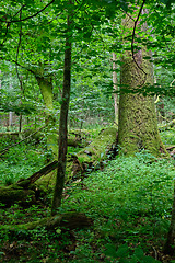 Image showing Summertime deciduous forest wit dead trees