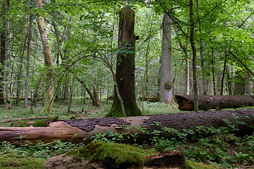 Image showing Summertime deciduous forest wit dead trees