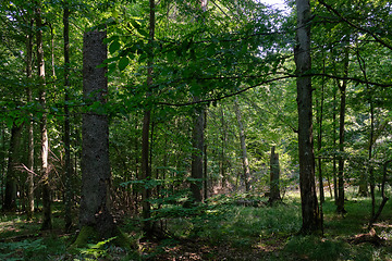 Image showing Summertime deciduous forest wit dead spruce trees