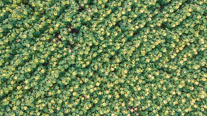 Image showing Rows of Sunflower from above
