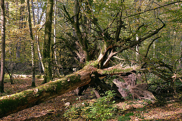 Image showing Old dead spruce tree in autumn