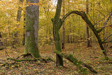 Image showing Hornbeam trees and broken spruce lying behind