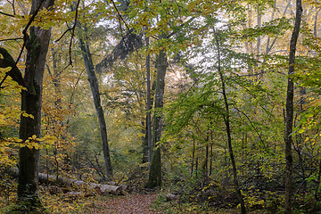 Image showing Hornbeam trees and broken supruce lying behind