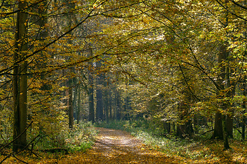 Image showing Narrow ground road with trees along