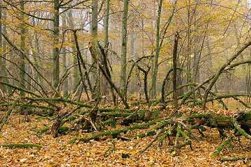 Image showing Misty morning in autumnal forest