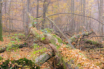 Image showing Misty morning in autumnal forest