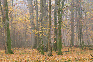 Image showing Misty morning in autumnal forest