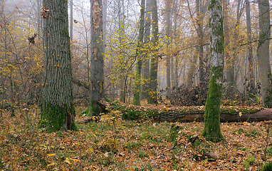 Image showing Misty morning in autumnal forest