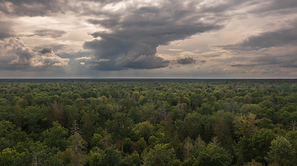 Image showing Polish part of Bialowieza Forest to east