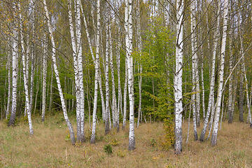 Image showing Beautiful Autumnal Birch Grove