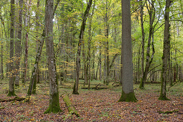 Image showing Deciduous stand with hornbeams and oaks