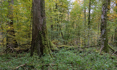 Image showing Deciduous stand with hornbeams and oaks