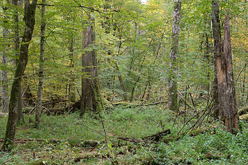 Image showing Deciduous stand with hornbeams and oaks