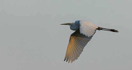 Image showing Great Egret(Ardea alba) in flight