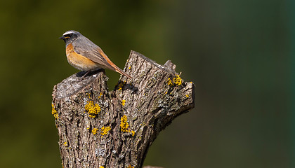 Image showing Common redstart (Phoenicurus phoenicurus) on stump